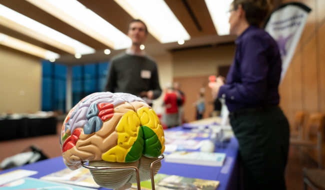 colorful model of a brain sitting on a table