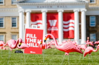 plastic flamingos on bascom hill for Fill the Hill fundraising event