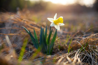 Daffodil flower