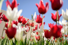 red and white tulip garden with a UW crest on a concrete retaining wall